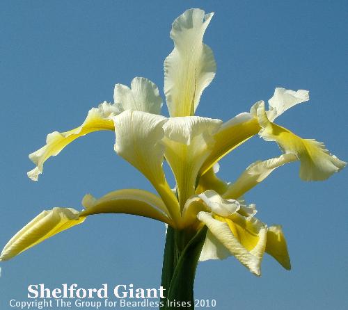 Shelford Giant (2)